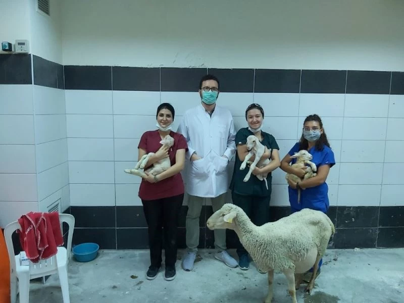 Doğumda sıkıntı yaşayan koyun üniversitede üçüz doğurdu
