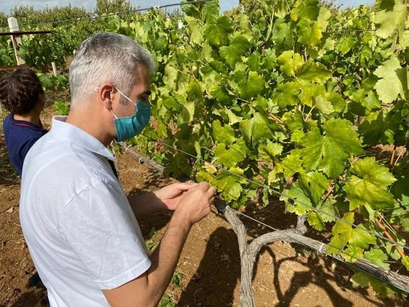 Bilecik’te ’armut kaplanı’ böceği kontrolü yapıldı
