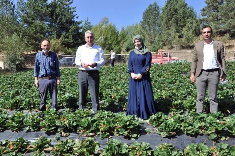 Gümüşhaneli üretici Çilek’ten 3 milyon lira kazandı
