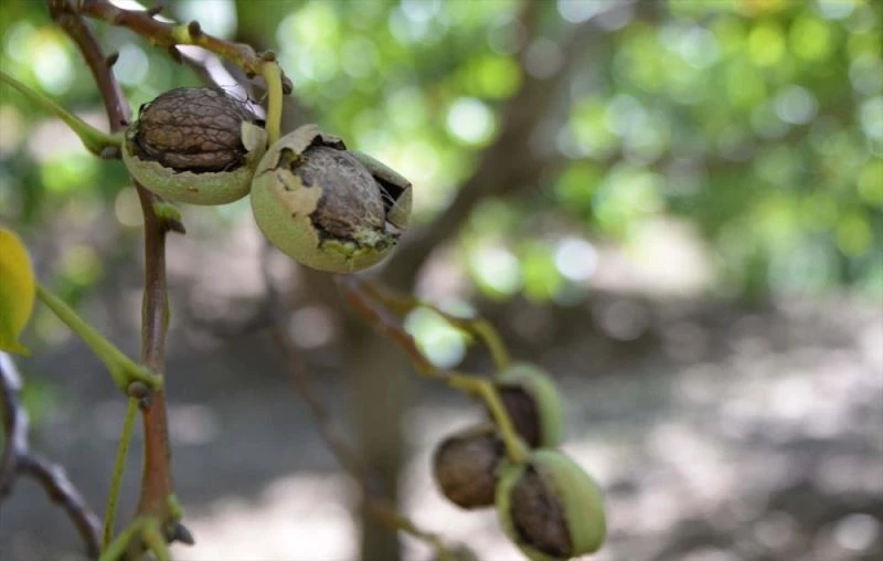 Dalında satılan Çağlayancerit cevizi üreticisini sevindiriyor