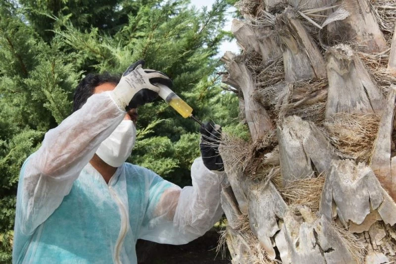 Aliağa Belediyesinden kırmızı palmiye böceğine karşı etkin mücadele
