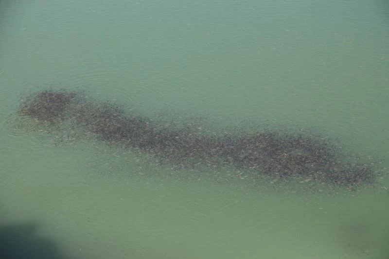 Ayvalı Barajı’nda balıklar kümeleşti
