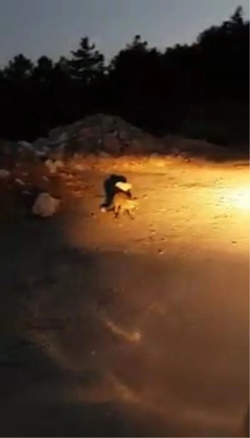 Karşısına çıkan tilkiyi ekmekle besledi
