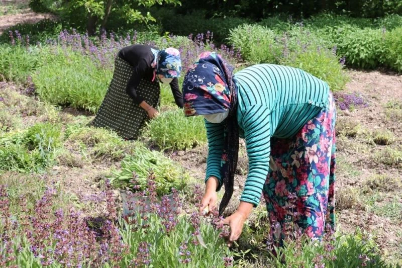 Adaçayı köylülerin kazanç kapısı oldu
