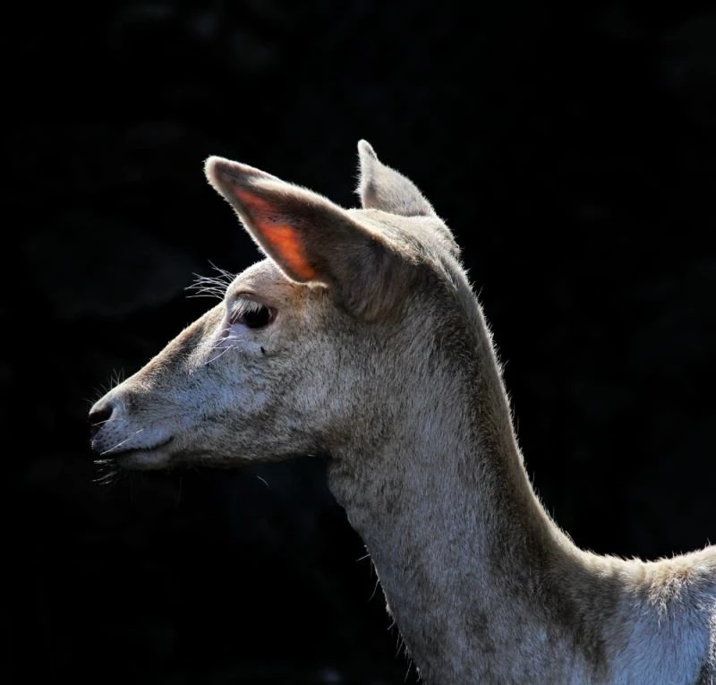 Başkonuş Yaylası’nın alageyikleri

