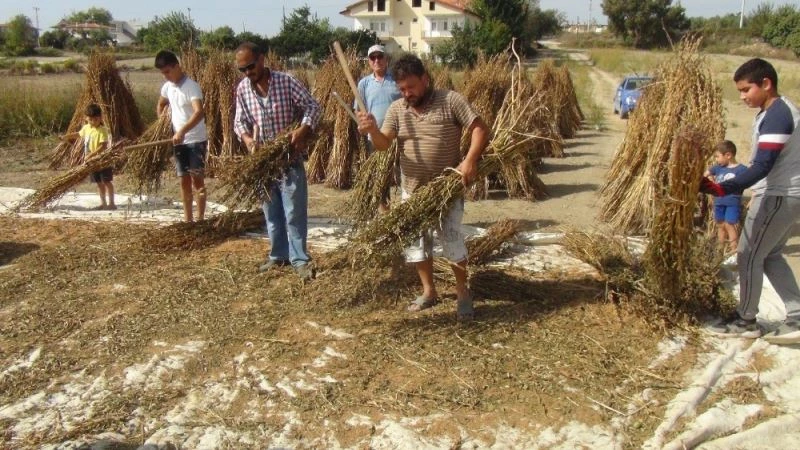 Emekli turizmci yakılan susam saplarını samana çevirip ekonomiye kazandırdı
