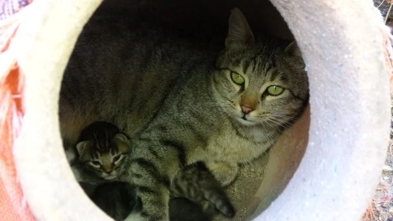 Anne kedi, dekoratif küpün içinde dördüz doğurdu
