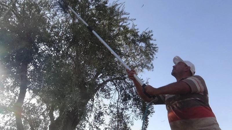 Sofralık yeşil zeytinler toplanmaya başlandı
