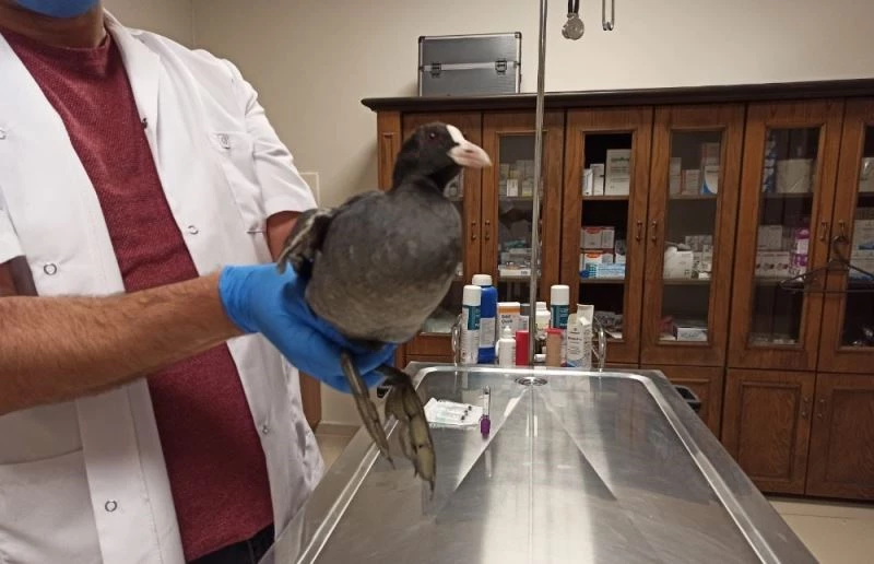 Bitkin bulunan sakarmeke kuşu tedavisinin ardından doğaya salındı
