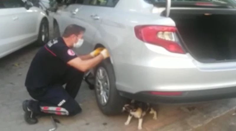 Anne kedi yavrusu kurtarılırken bir an olsun başından ayrılmadı
