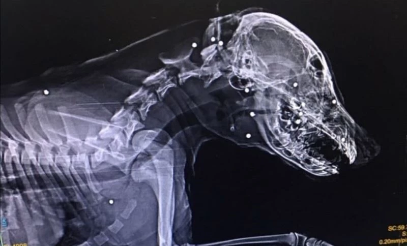 Yavru köpeği tüfekle yaraladılar
