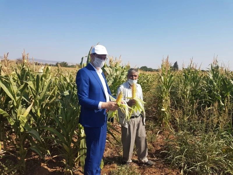 Silajlık mısırda hasat zamanı
