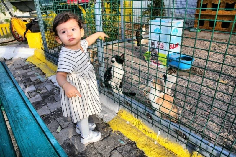 Aksaray’daki hayvan barınağında kedilere özel alan oluşturuldu
