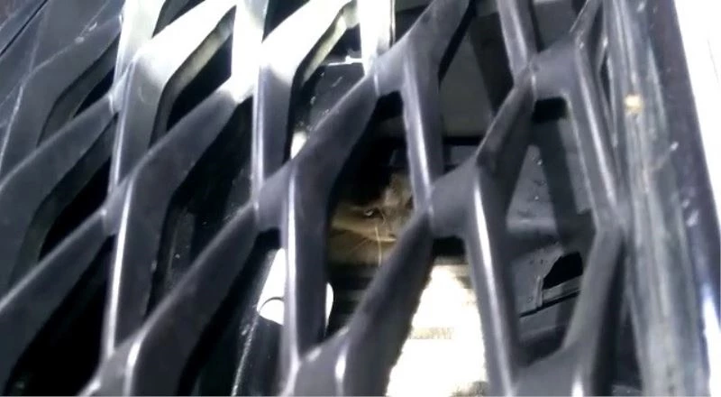 Yaramaz kedi için itfaiye ekipleri seferber oldu
