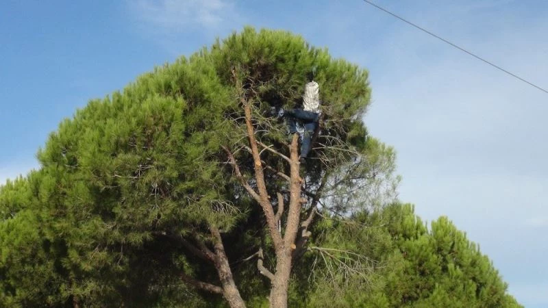 (ÖZEL) Ölümü göze alarak toplayıp kilosunu 300 TL’den satıyorlar
