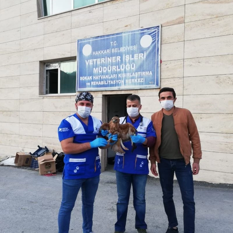 Kızıl şahin özgürlüğüne kavuştu
