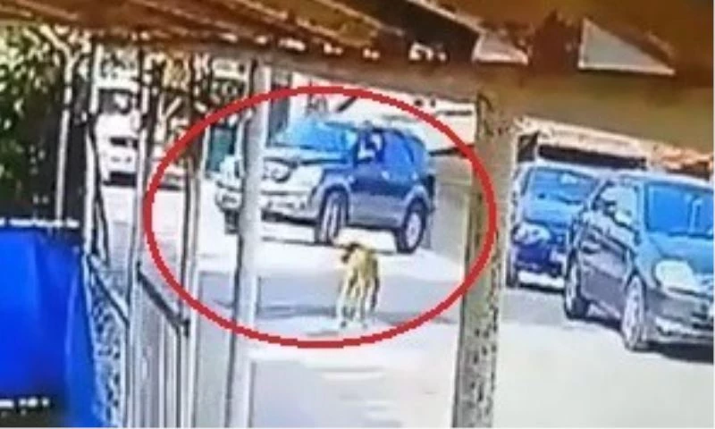 Göz göre göre cipi ile köpeğin üzerinden geçti
