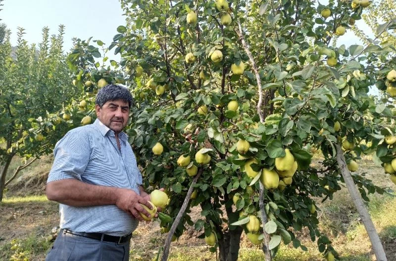 Şahinkaya ayvasında hasat zamanı
