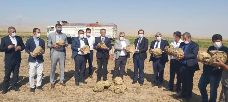 Yazıhan’da pancarının kalitesine tam not
