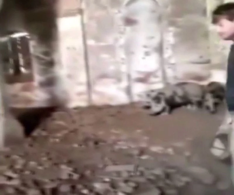 Ermenistan askerlerinin Zengilan’da camiyi ahıra çevirdiği ortaya çıktı
