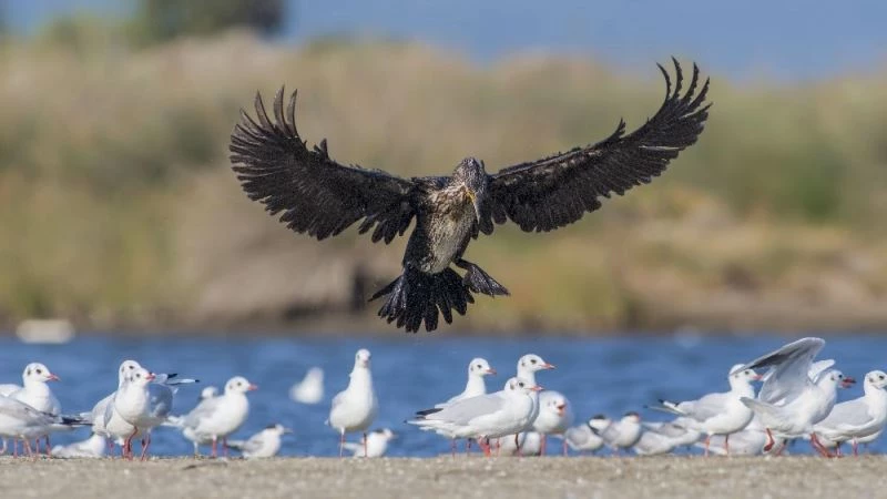 Halkalı karabatak Romanya’dan Türkiye’ye 500 kilometre uçarak geldi
