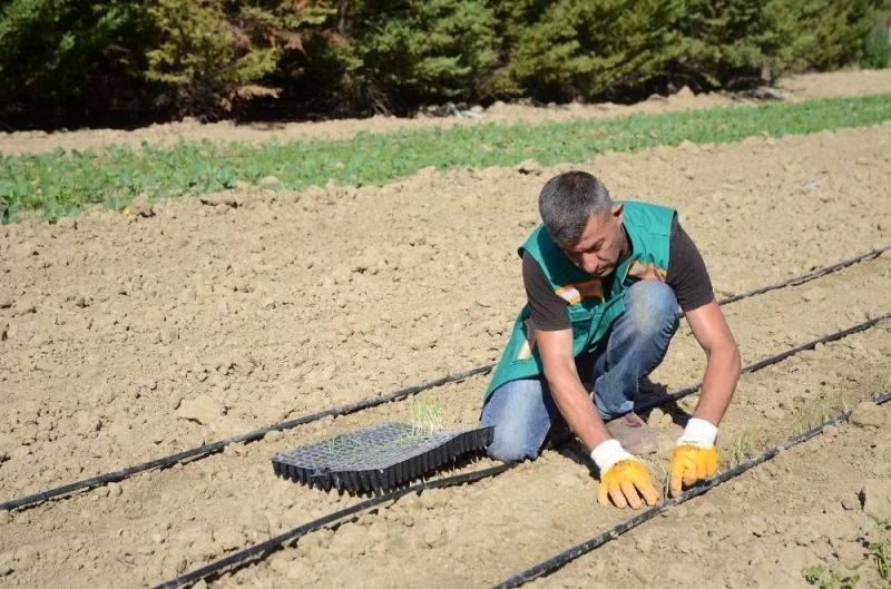 Adabahçe’de kış hazırlıkları başladı
