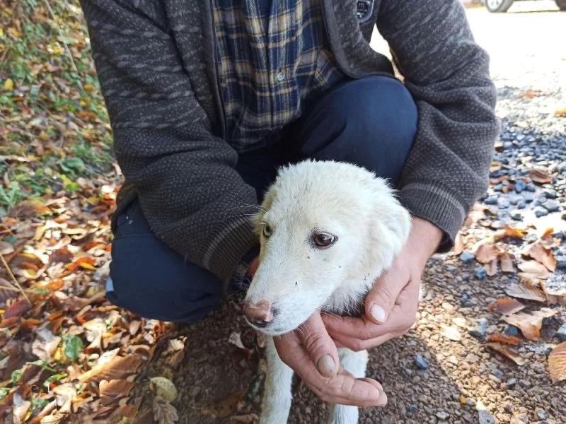 Gözleri farklı renkte olan köpek ilgi odağı oldu
