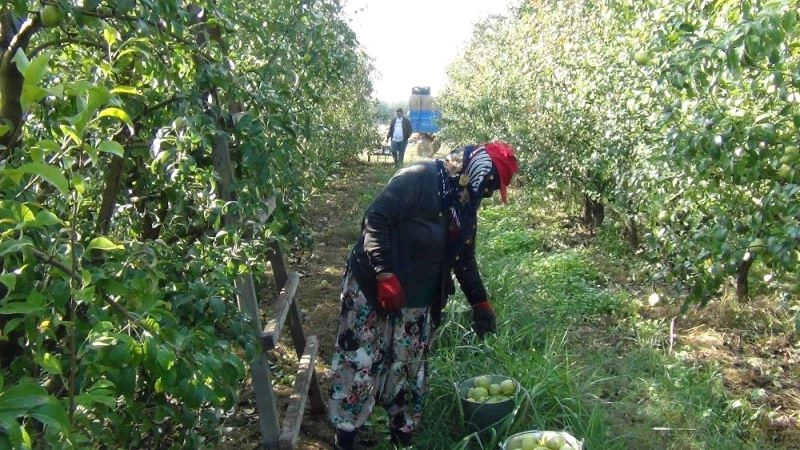 Deveci armudu dalında 3 liraya alıcı buluyor
