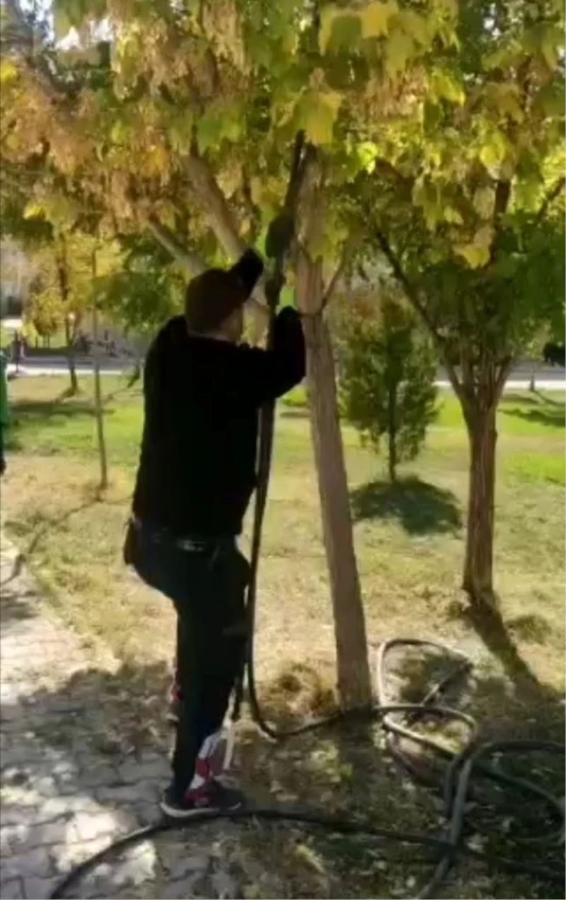 Ağaçta mahsur kalan yaramaz kedi, itfaiye tarafından kurtarıldı
