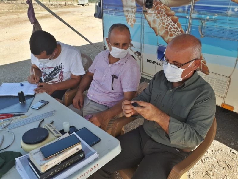 Antalya’da 60 civarında kuş türünden 1000’e yakın kuş halkalandı
