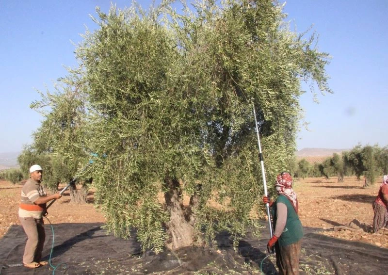 Kilis’te zeytinde erken hasat dönemi
