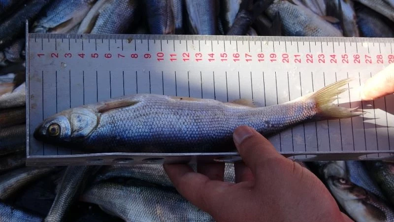 Sıkı denetimler inci kefalinin boyuna yansıdı
