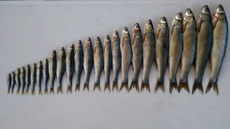 Van Gölü  “Van Gölü İnci Kefali Stoğunun İzlenmesi” projesi
