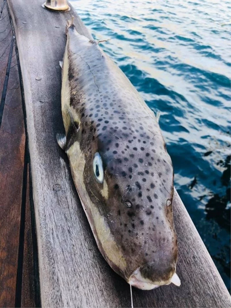 Balıkçıların korkulu rüyası balon balığının boyu 1 metreye ulaştı
