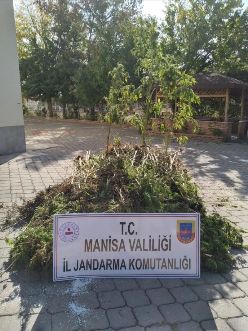 Manisa’da 721 kök kenevir ele geçirildi
