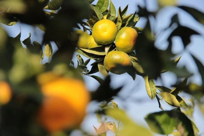Mandalinada rekor rekolte, yüz güldürdü
