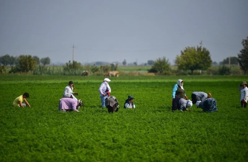 Azerbaycan’da savaşın gölgesinde havuç hasadı

