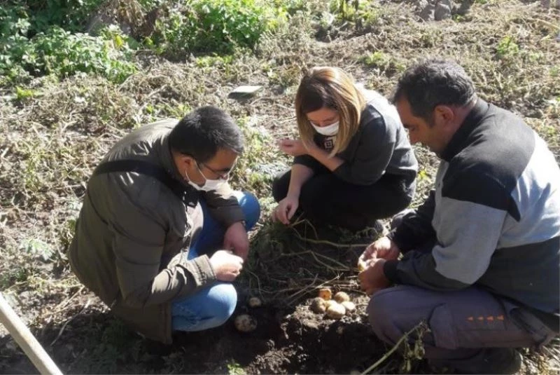 Patates tarlalarında hastalık ve zararlılarla ilgili çalışma yapıldı
