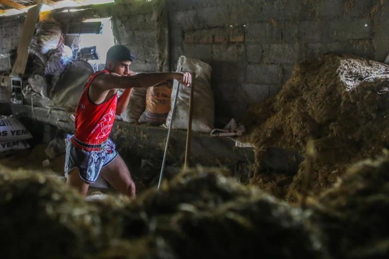 Muaythai sporcusu Mehmet Ali, dünya şampiyonluğu hayaliyle samanlıkta antrenman yapıyor