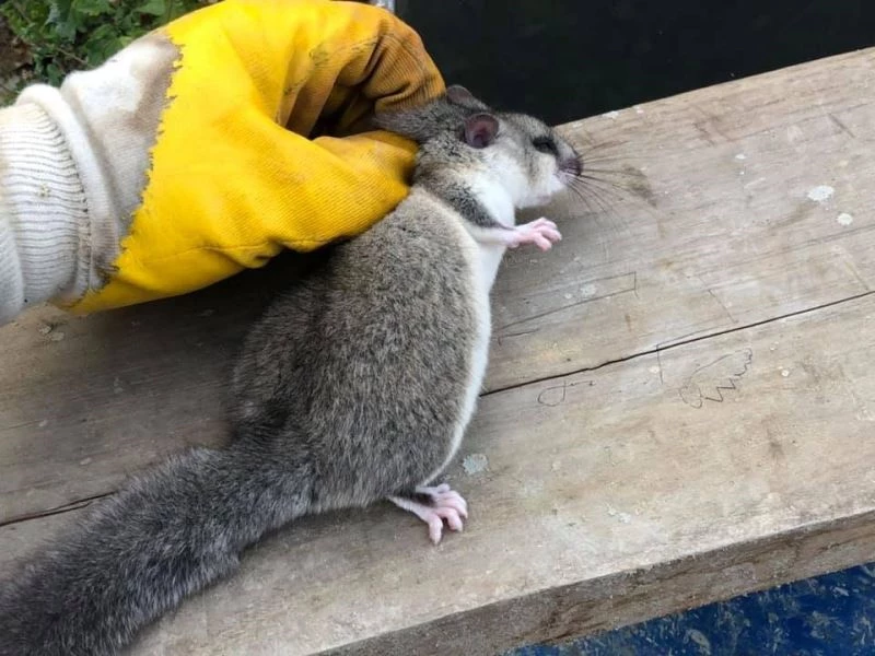 Nesli tehlike altında olan Yediuyur tedavi altına alındı

