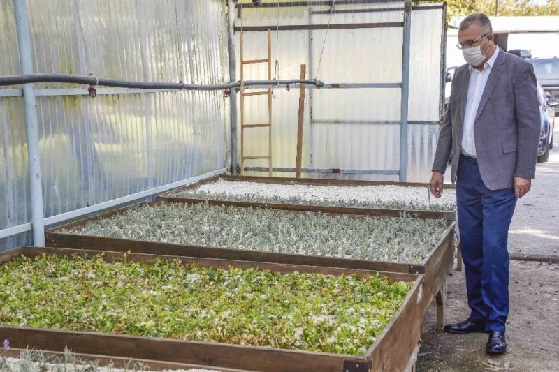 Karacabey’de tıbbi ve aromatik bitki üretimleriyle kırsal kesime katkı sağlanacak
