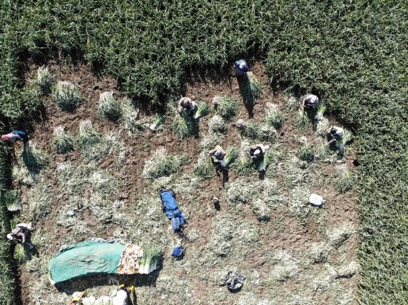 Pırasa verimi ve fiyatı ile çiftçinin yüzünü güldürdü
