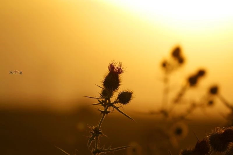 Doğu’da hava sıcaklığı mevsim normallerinin 2 ila 4 derece üzerinde seyrediyor
