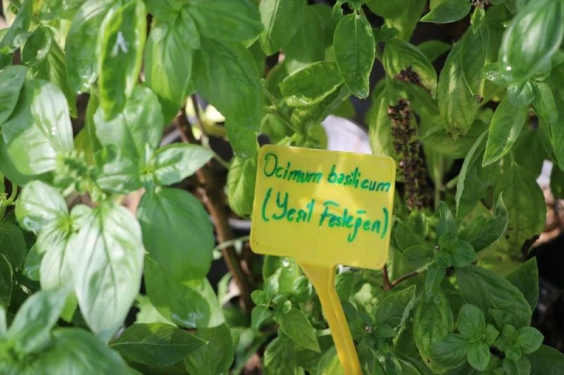 EXPO 2021 Hatay 2 bin 200 bitki türünün vitrini olacak