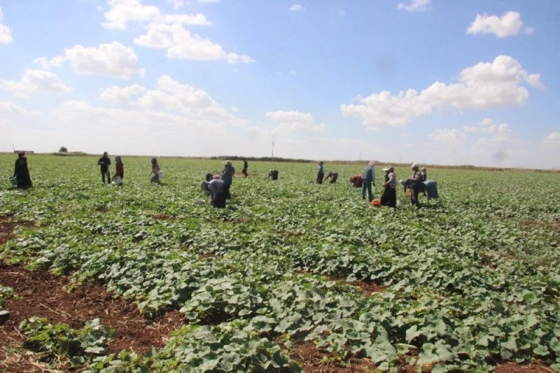 Kilis’te turşuluk hıtta acur zamanı
