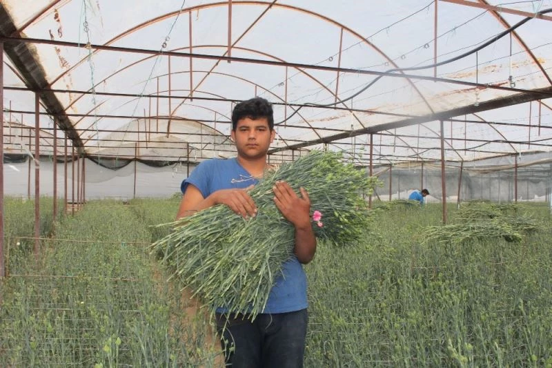 Isparta’nın karanfilleri Avrupa’yı renklendiriyor
