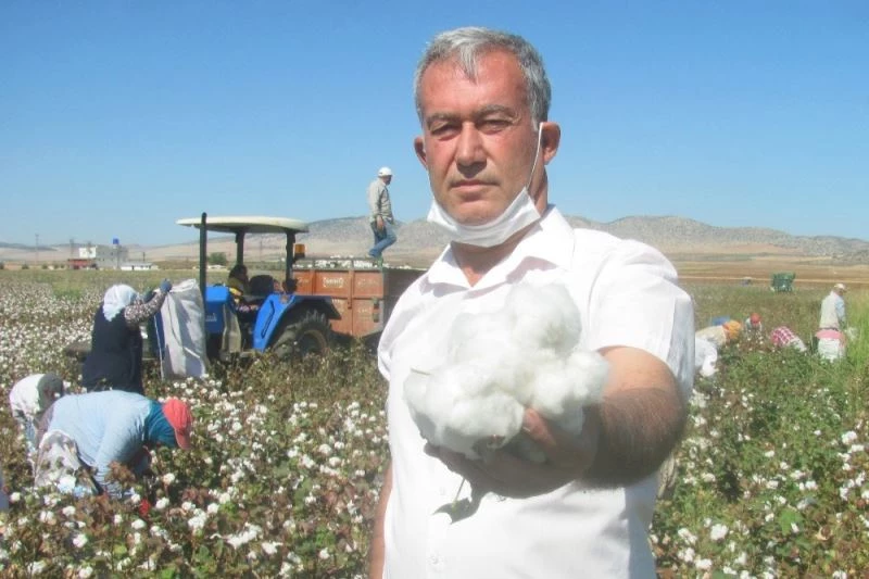 Araban’da beyaz altının hasadı başladı
