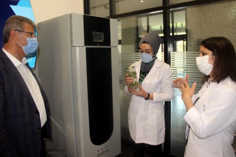 Şekere yerli tohum geliyor
