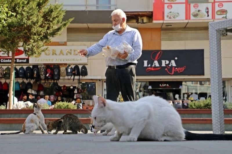 Sesini duyan kediler esas duruşa geçiyor
