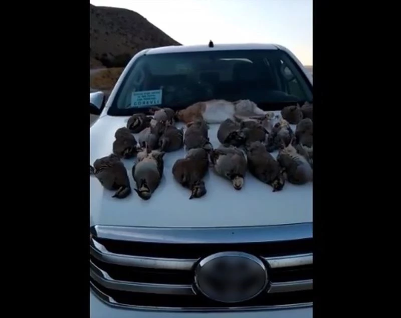 Kaçak keklik avlayanlara ceza
